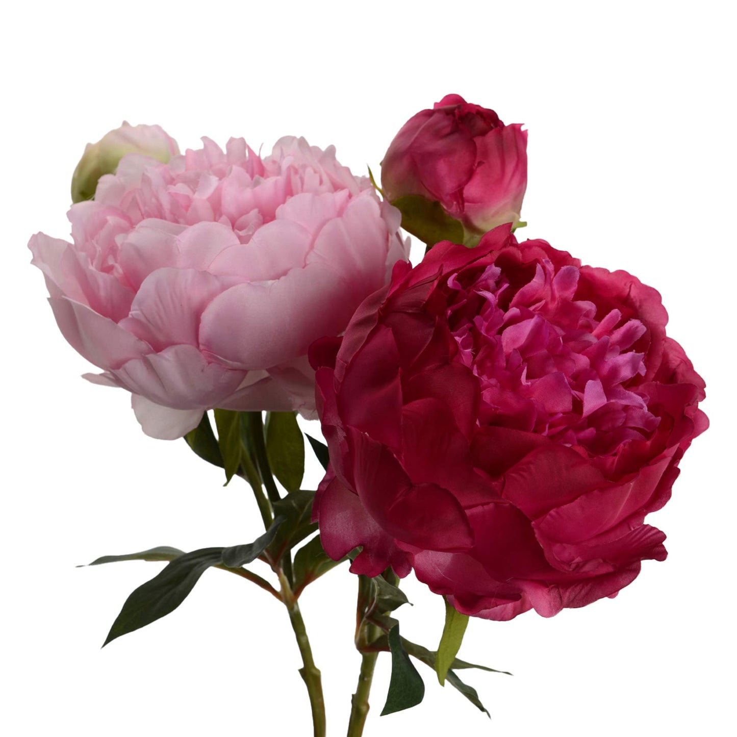 Assortiment de 2 Pivoine fashion - Lou de Castellane