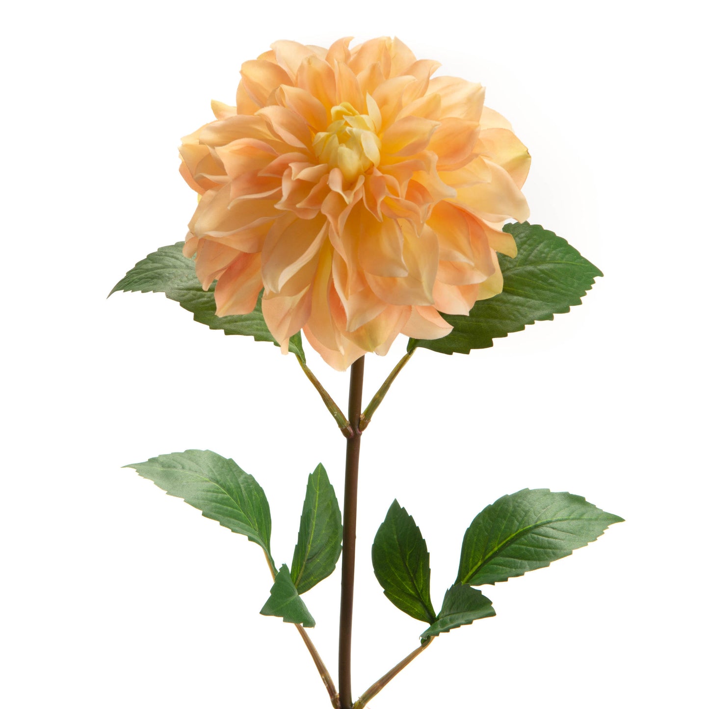 Dahlia Sunday - Lou de Castelanne