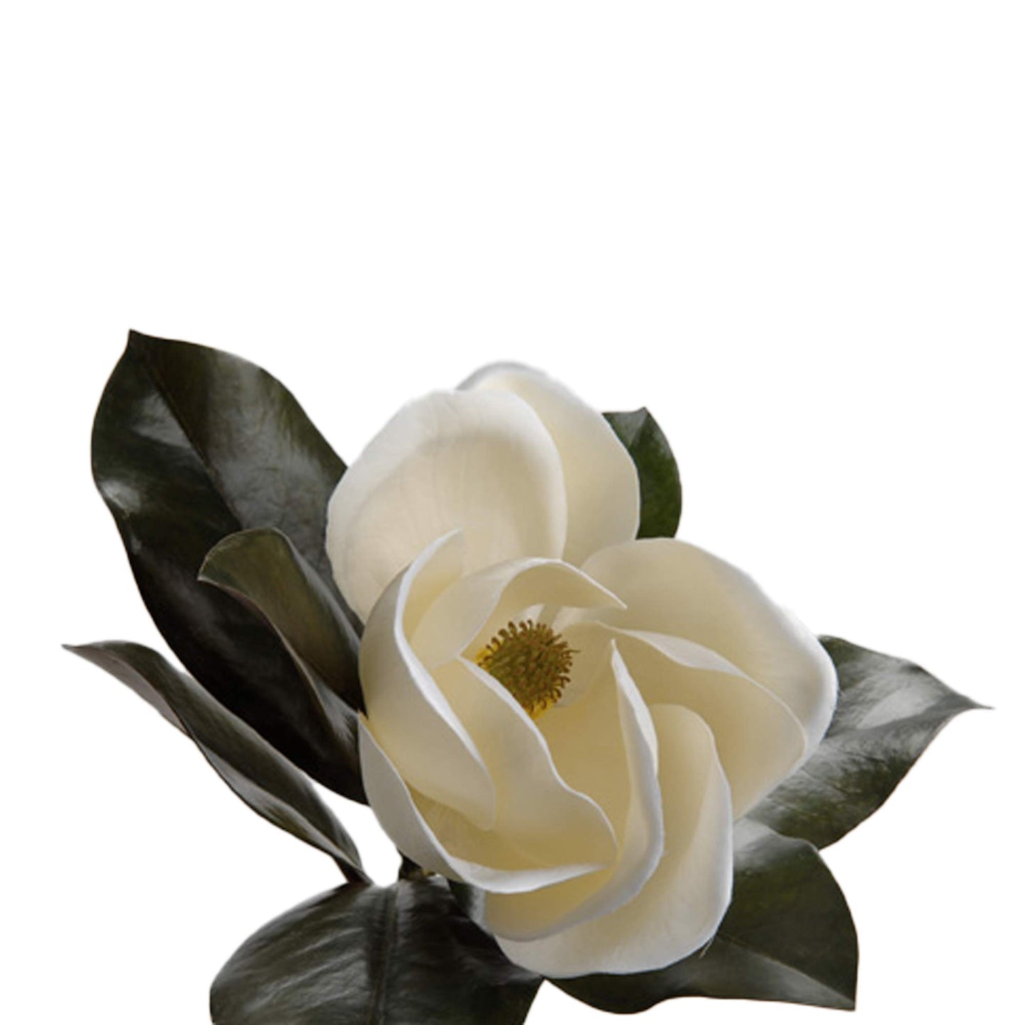 Magnolia Grandiflora - Lou de Castellane