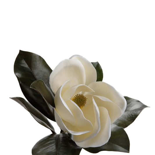 Magnolia Grandiflora - Lou de Castellane