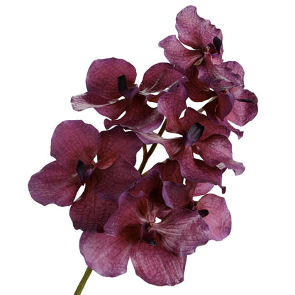 Orchidee vanda tessellata 52 cm - Lou de Castellane