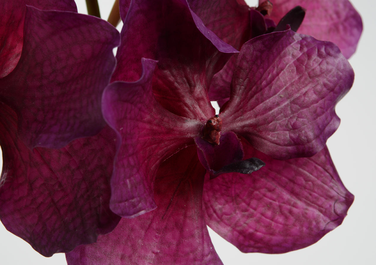 Orchidee vanda tessellata 52 cm - Lou de Castellane