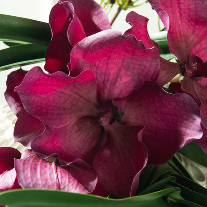 Orchidee vanda tessellata 52 cm - Lou de Castellane