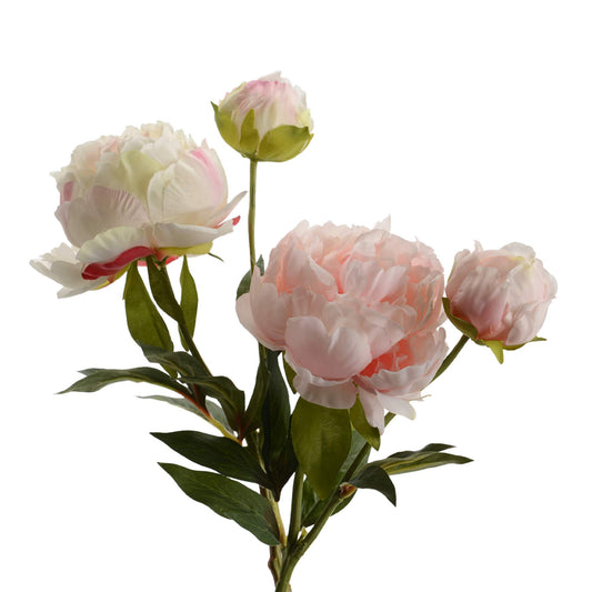 Pivoine Gloria - Lou de Castellane