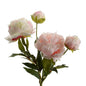 Pivoine Gloria - Lou de Castellane