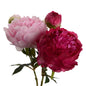 Assortiment de 2 Pivoine fashion - Lou de Castellane
