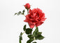 Rose melody reality - Lou de Castellane
