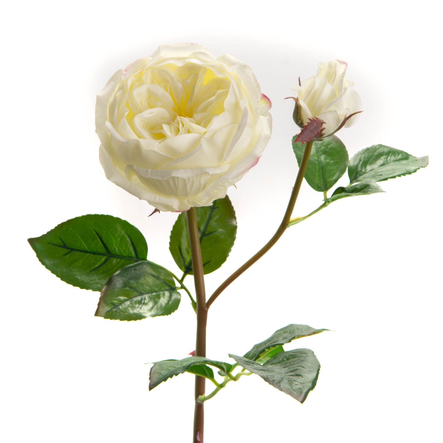 Rose centifolia reality h59 - Lou de Castellane