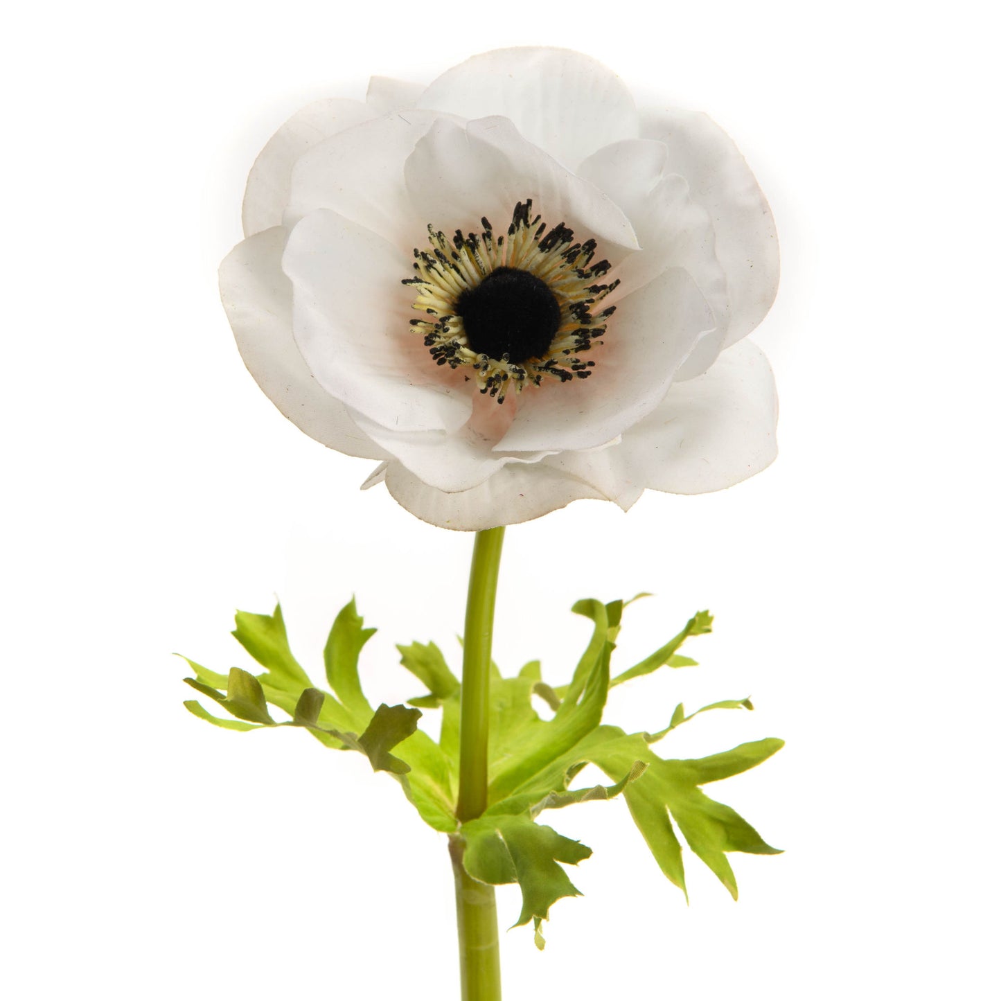 Anemone Couronne Reality - Lou de Castellane