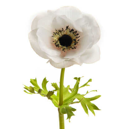 Anemone Couronne Reality - Lou de Castellane