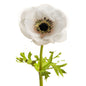Anemone Couronne Reality - Lou de Castellane