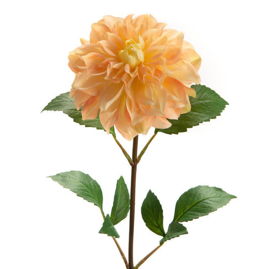Dahlia Sunday - Lou de Castelanne