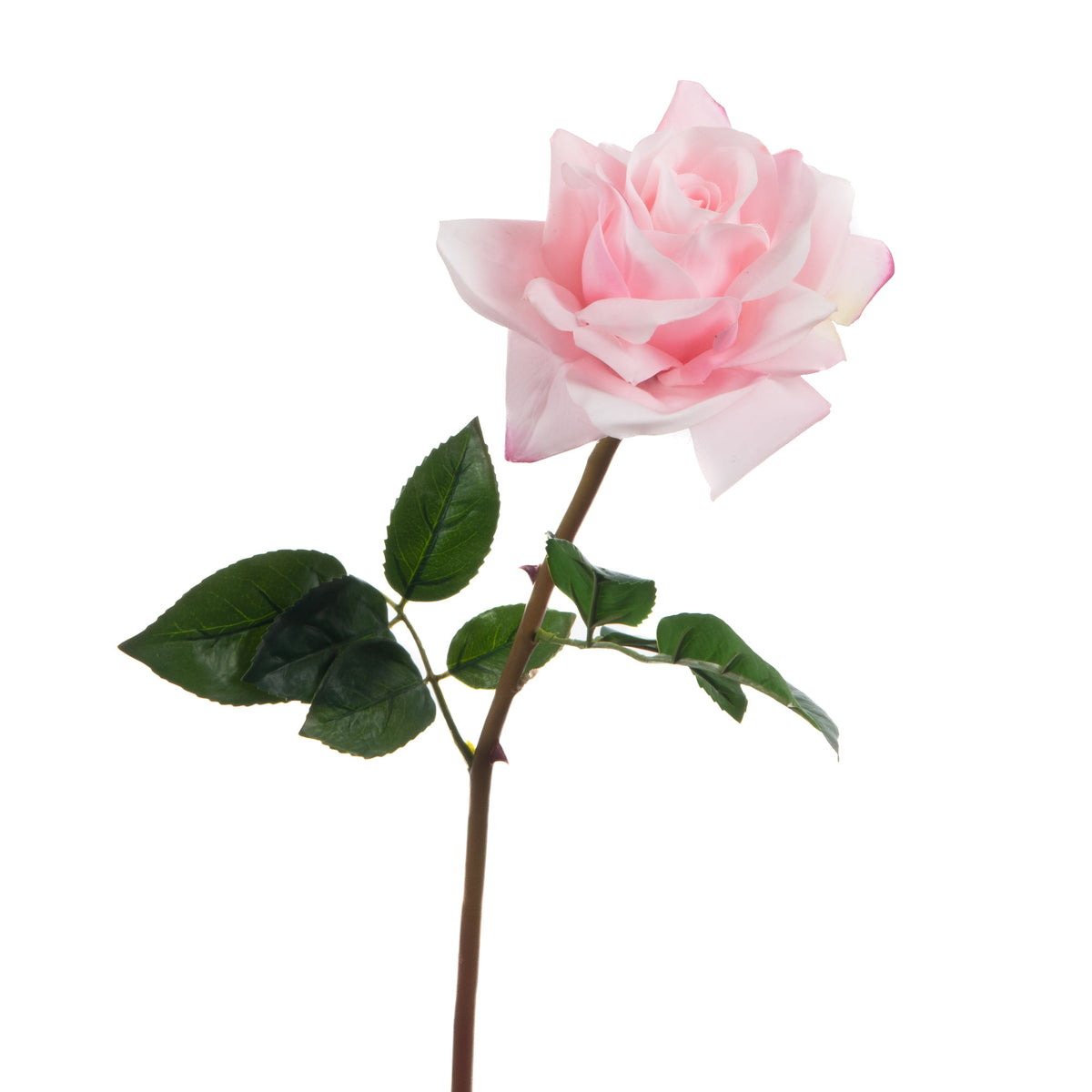 Rose eternelle reality h58 rsc
