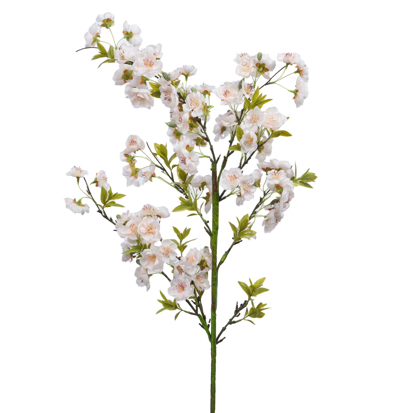Cerisier cerasifera blanc - Lou de Castellane