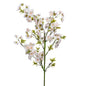 Cerisier cerasifera blanc - Lou de Castellane
