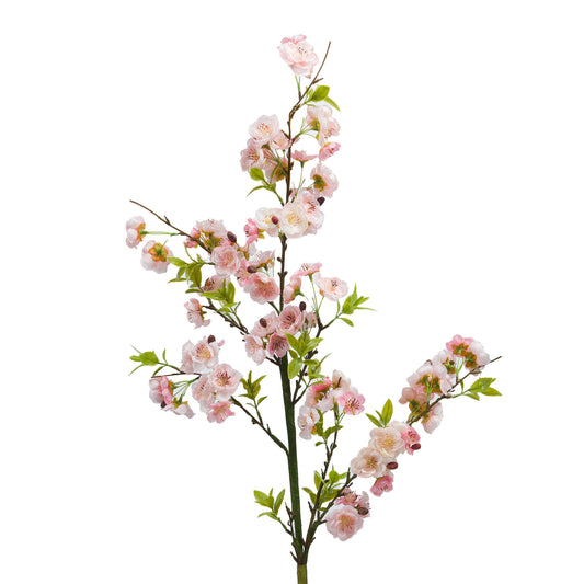 Cerisier cerifera rose - Lou de Castellane