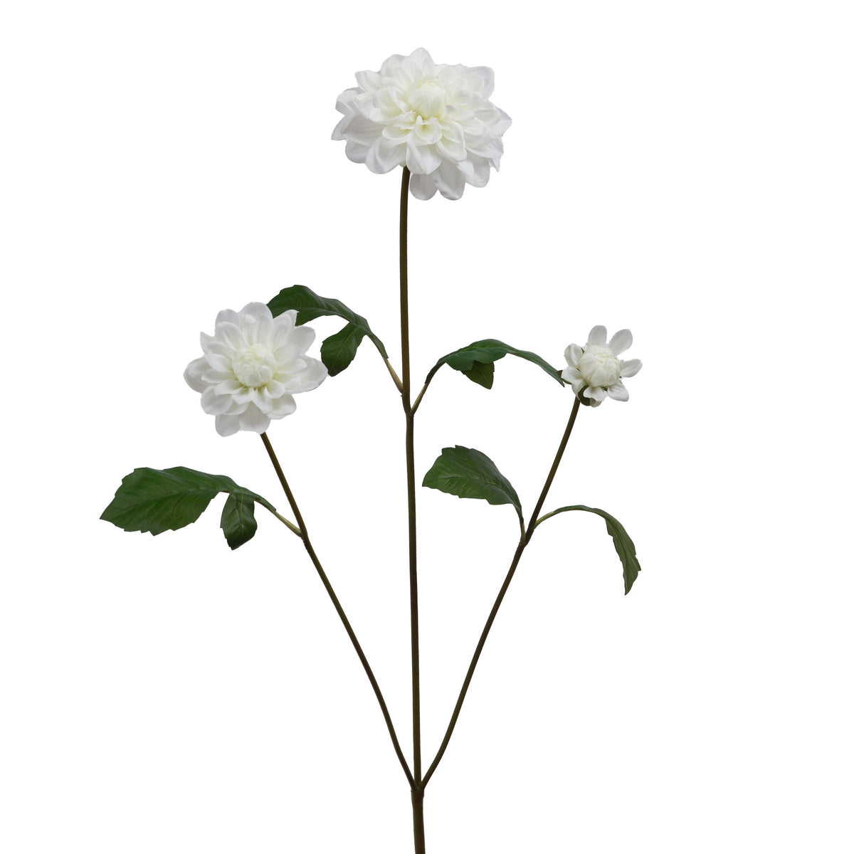 Dahlia dancing x4 h104 blanc