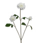 Dahlia dancing x4 h104 blanc