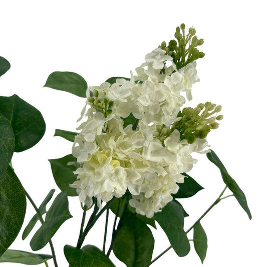 Lilas jardin - Lou de Castellane