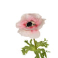 Anemone Couronne Reality - Lou de Castellane