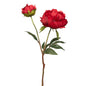 Pivoine ava h55 rg