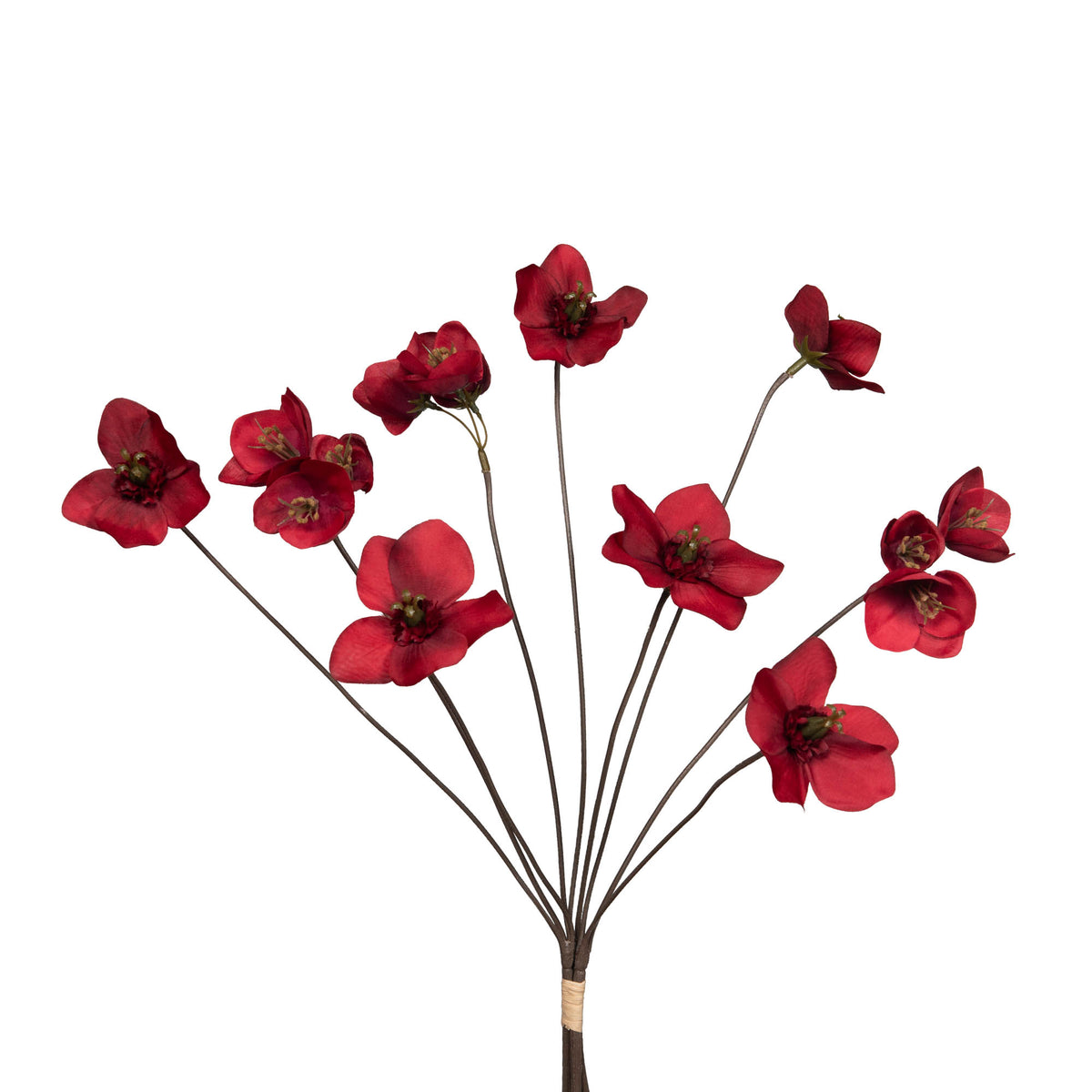 Hellebore ana botte  h61 rg