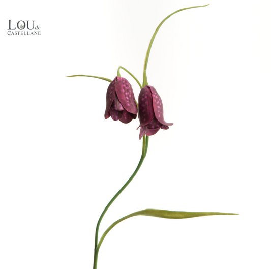 Fritillaria H39 - Lou de Castellane