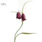 Fritillaria H39 - Lou de Castellane