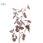 Eucalyptus Gunii - Lou de Castellane