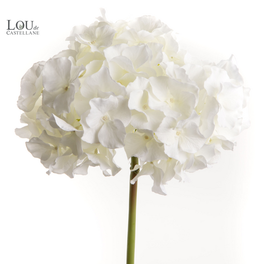 Hortensia altona - Lou de Castellane