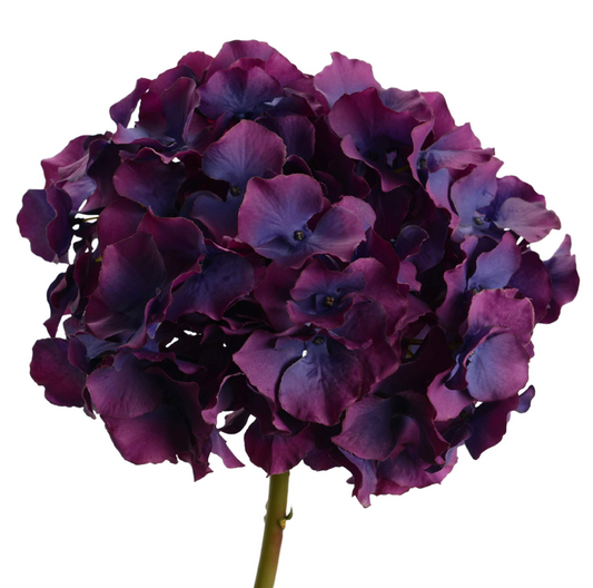 Hortensia Altona - Lou Castellane