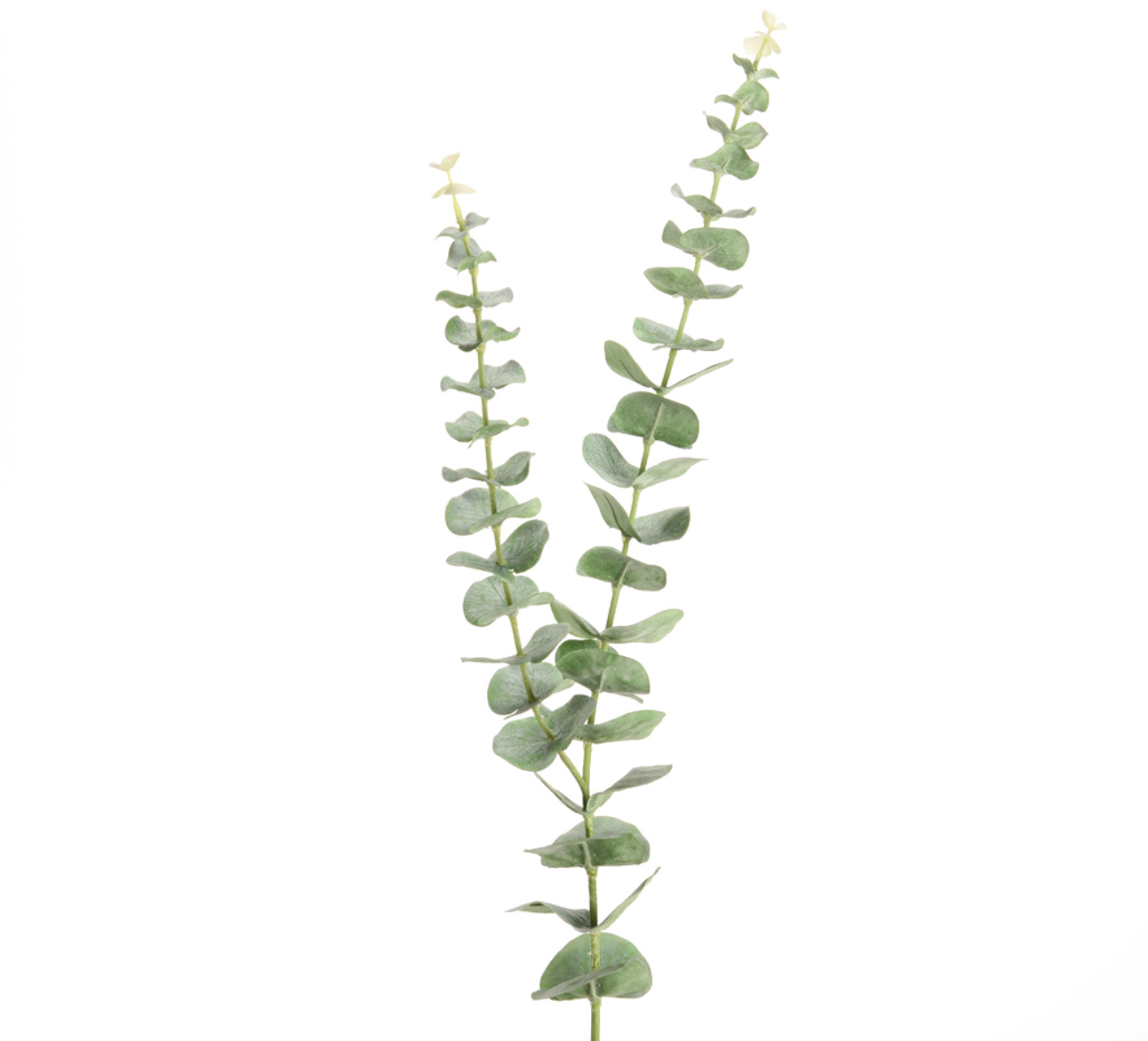 Eucalyptus ooreka - Lou Castellane
