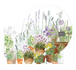 Set de table Jardin aromatique provence - Garnier Thiebaut